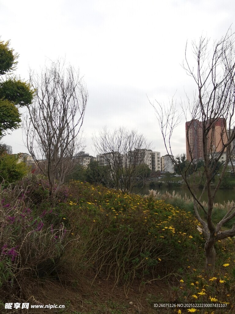 城郊自然景致花草与建筑