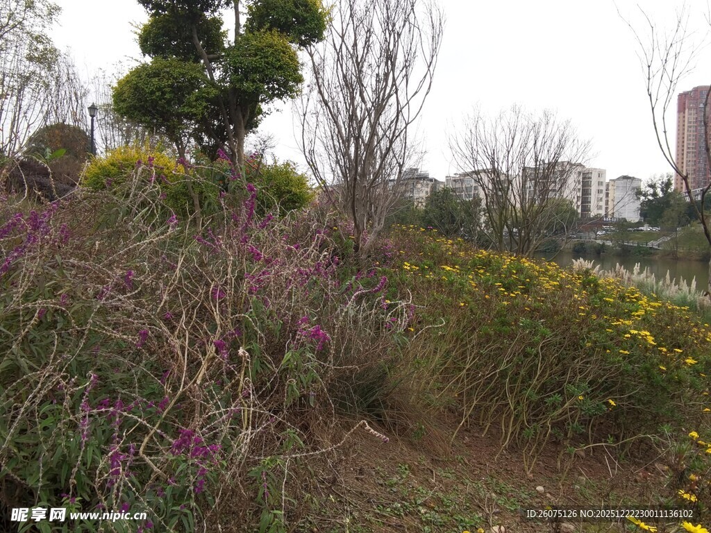 多彩花卉装点户外景致