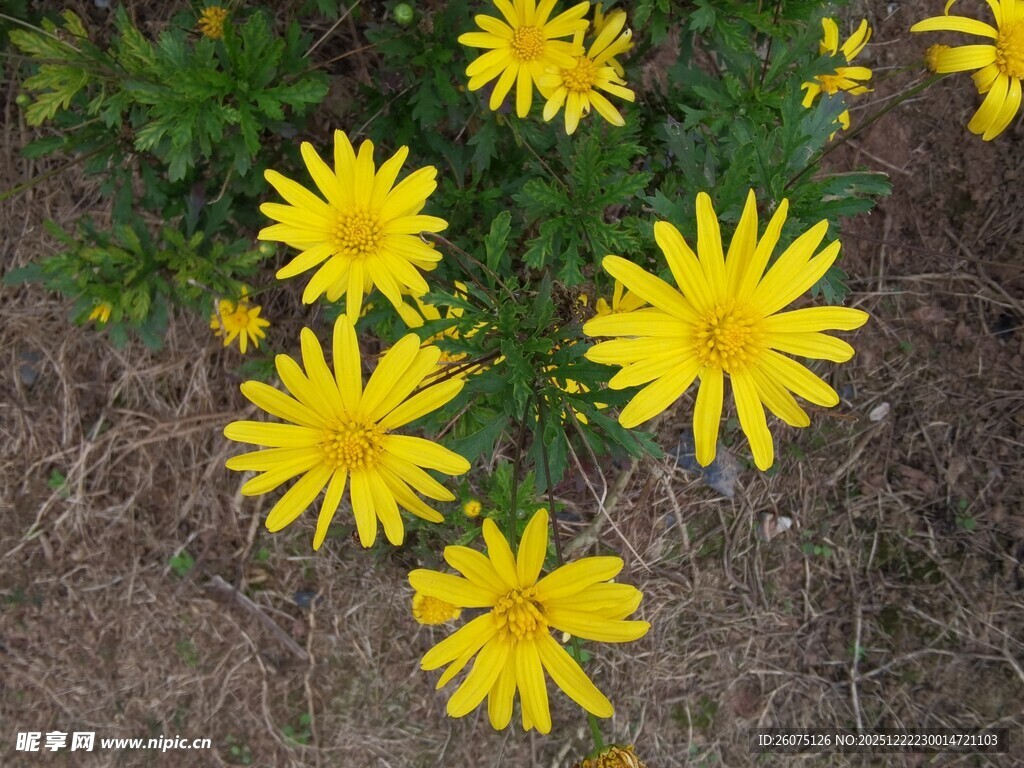 黄色小花绽放于地面