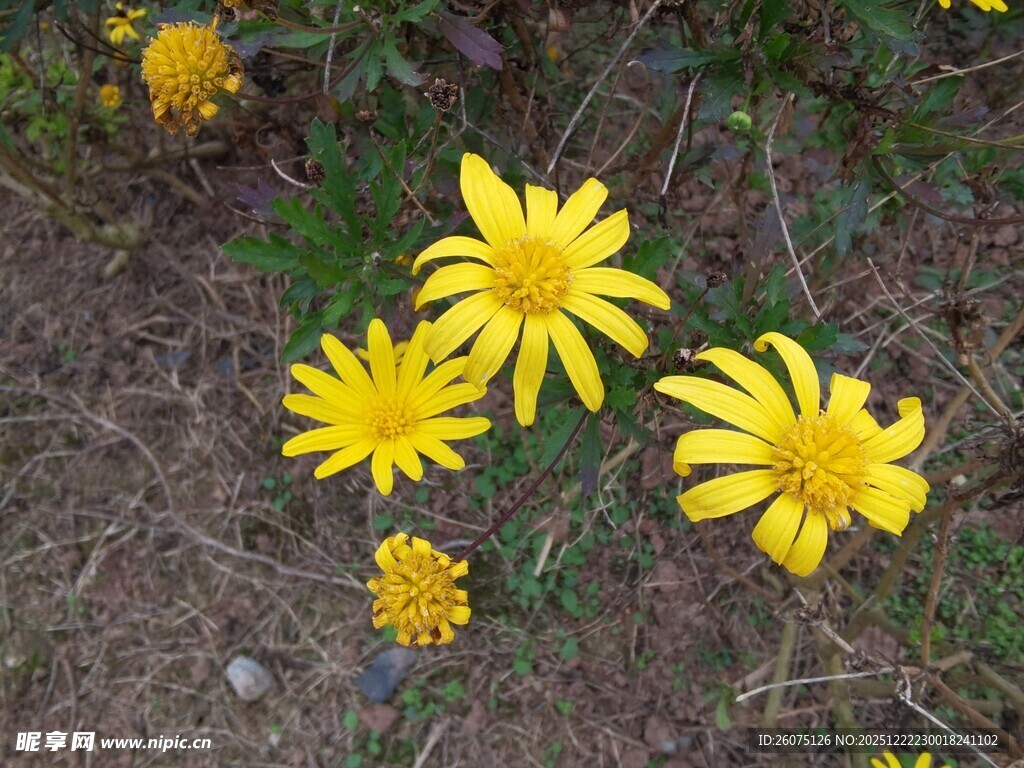 地上绽放的黄色美丽小花