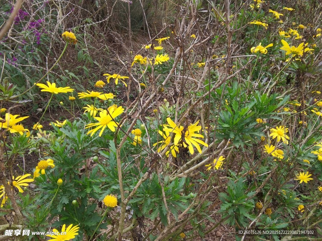 野外绽放的黄色小野花