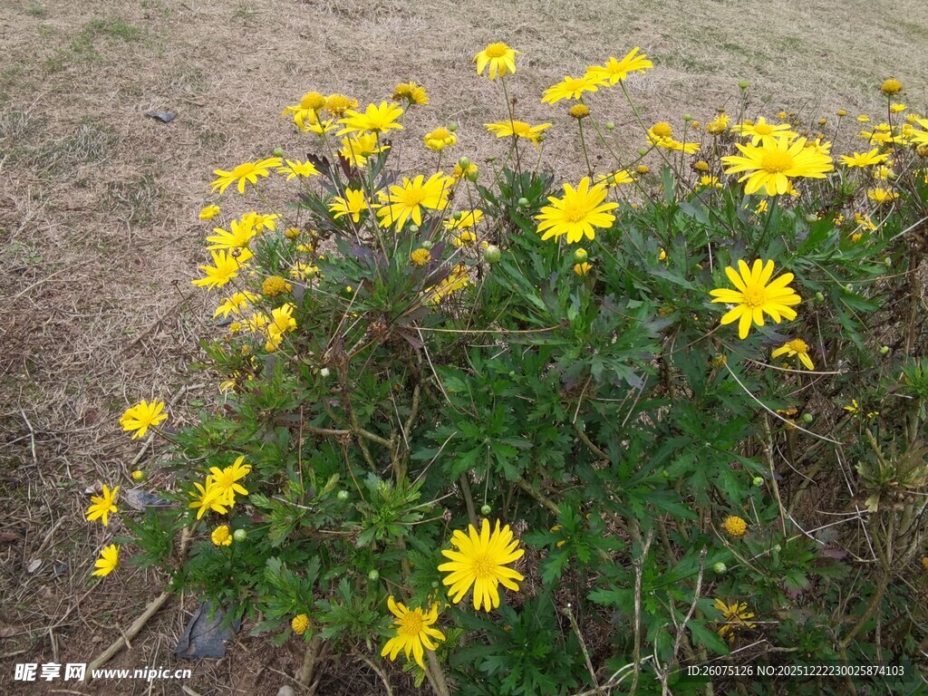 黄色小花丛绽放生机