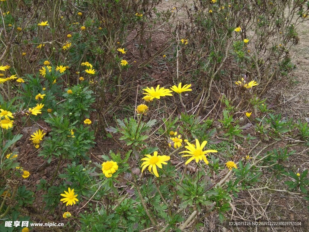 野外绽放的黄色小花