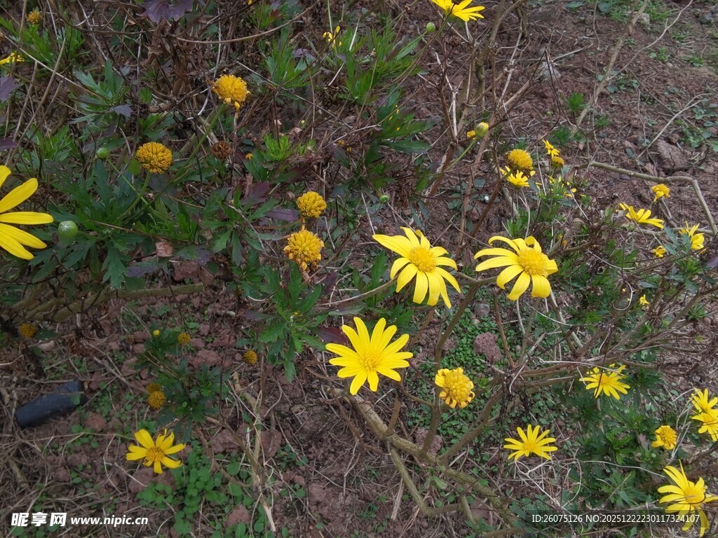 草地中的黄色小花绽放