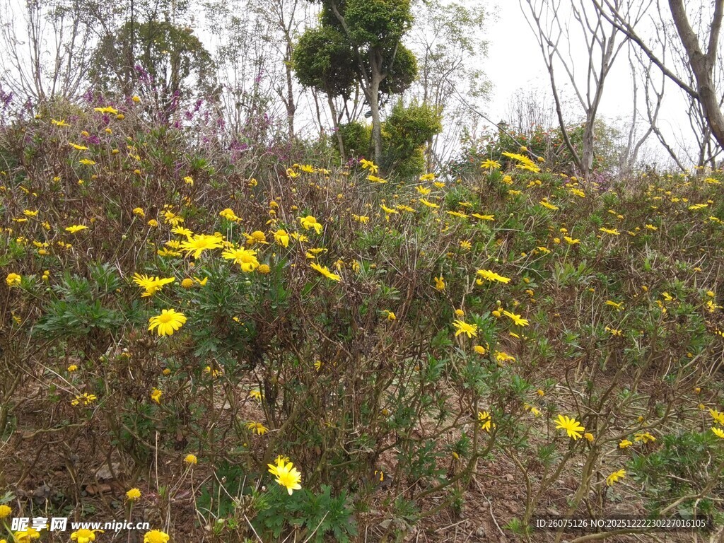 山坡上绽放的黄色野花