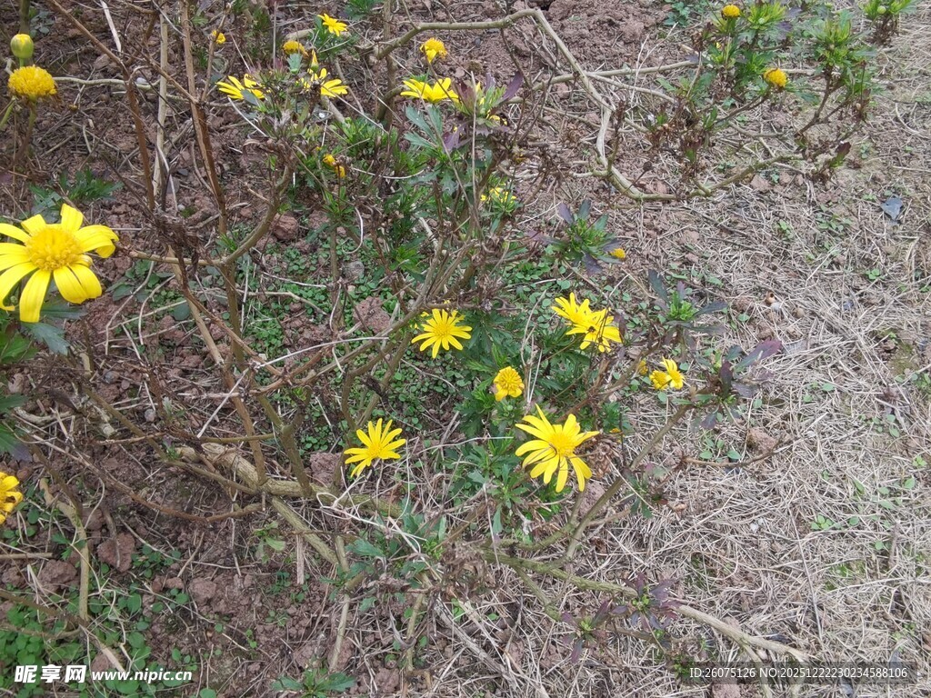 地面上的黄色小花