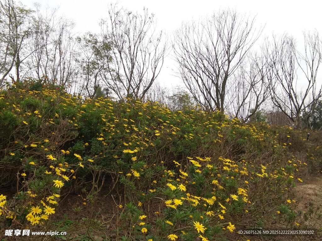 秋日野外绽放的黄色小花