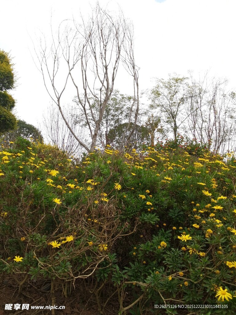 山坡上绽放的黄色野花