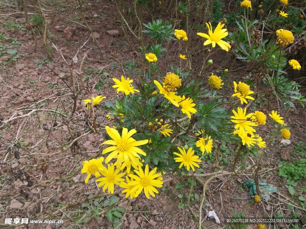 地上绽放的黄色小菊花
