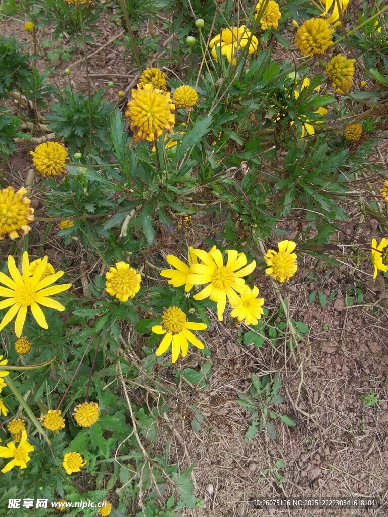 地上盛放的黄色小花