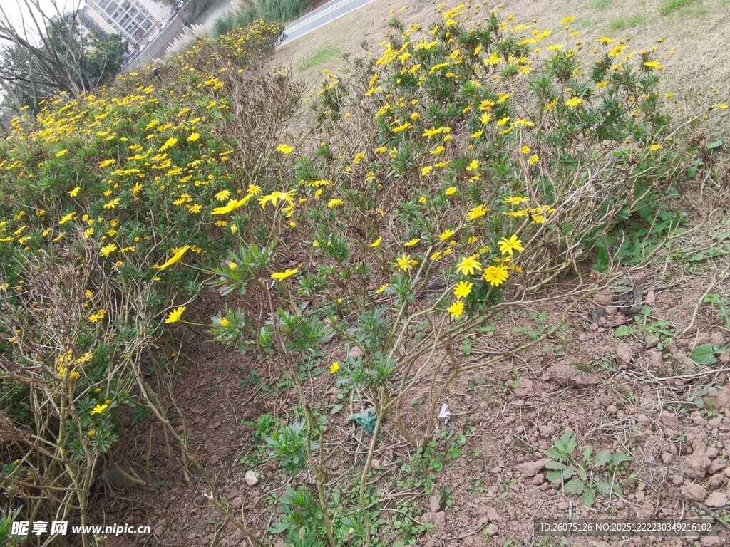 山坡上绽放的黄色小花