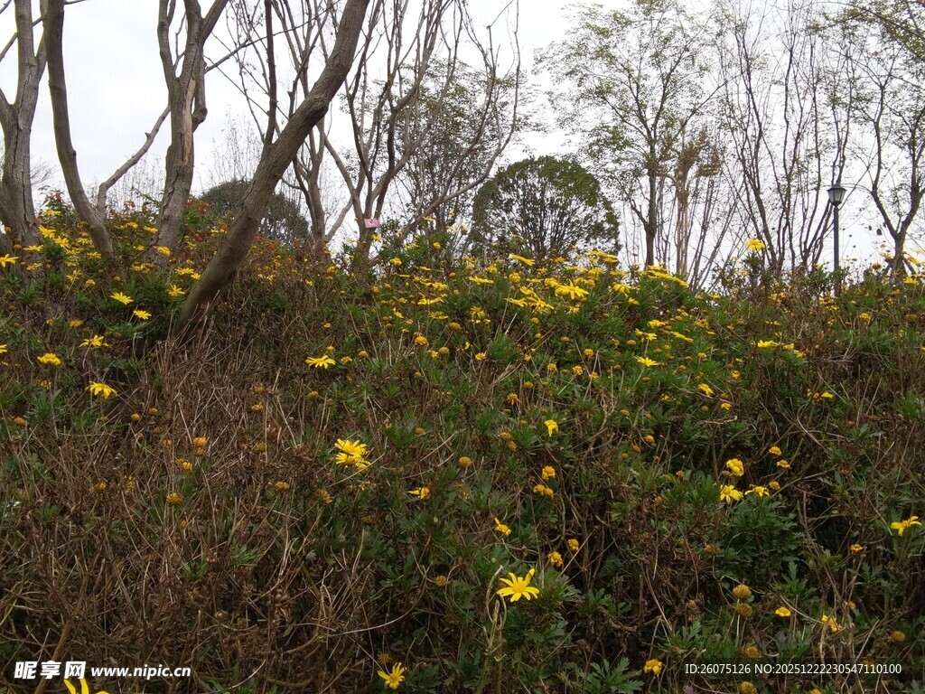 山坡上绽放的黄色野花