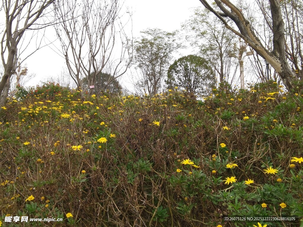 山坡上绽放的黄色野花