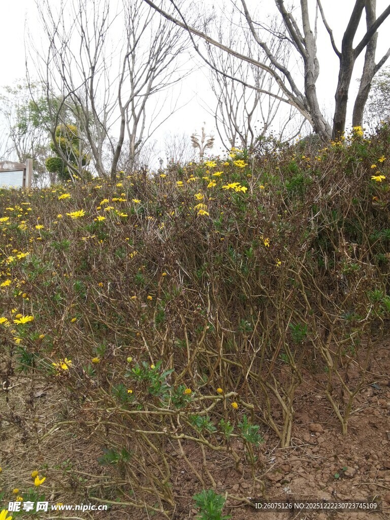 山坡上绽放的黄色野花