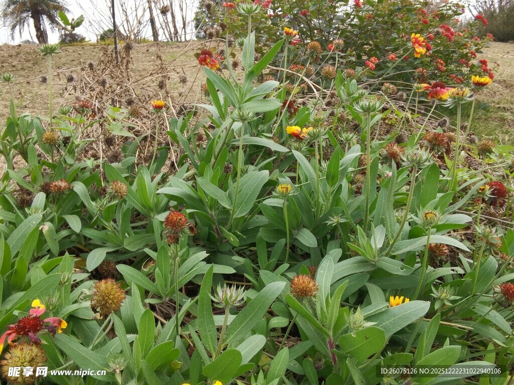 多彩花丛中的美丽植物