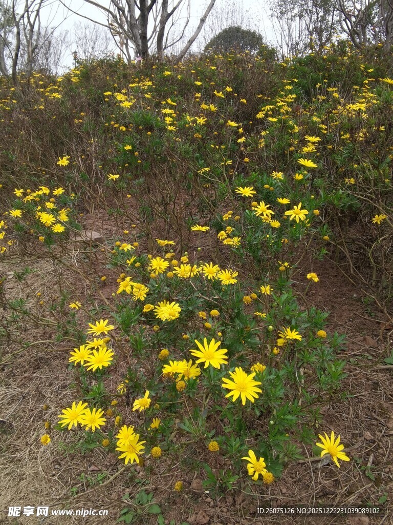 山坡上绽放的黄色野花