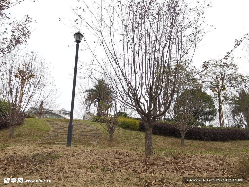 冬日公园萧瑟树木景观