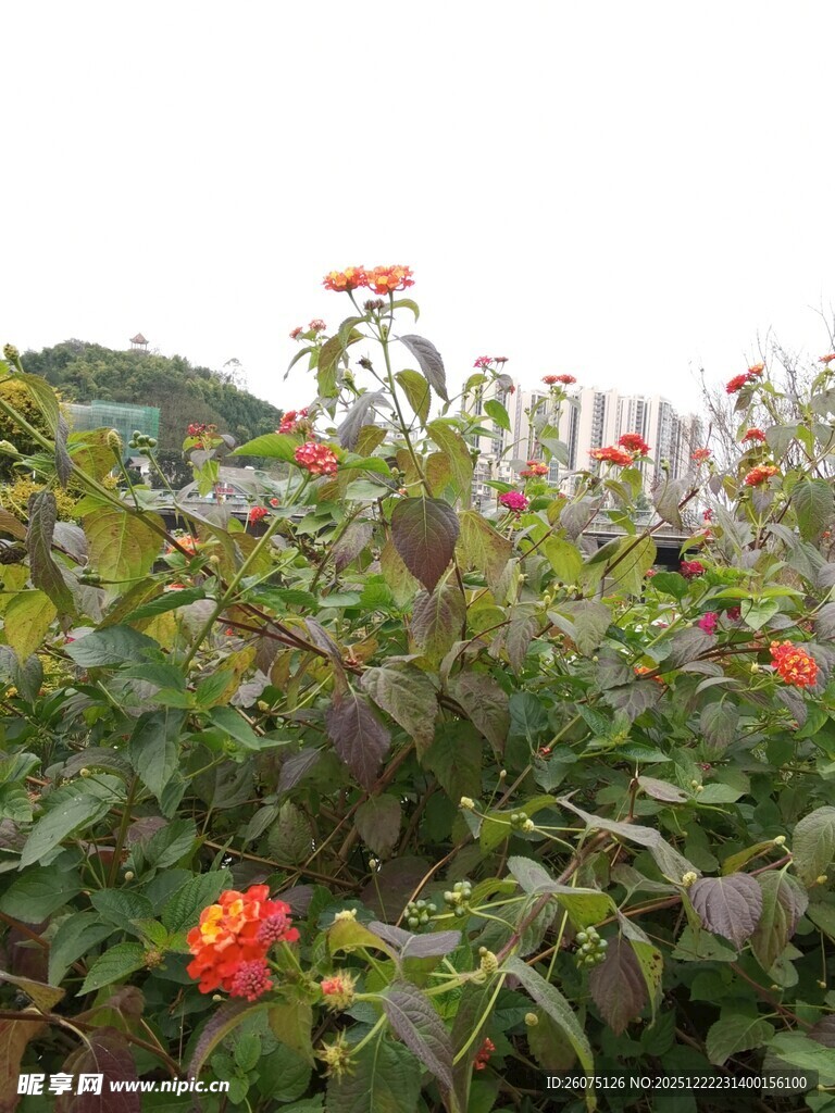 花园中的绚烂花卉