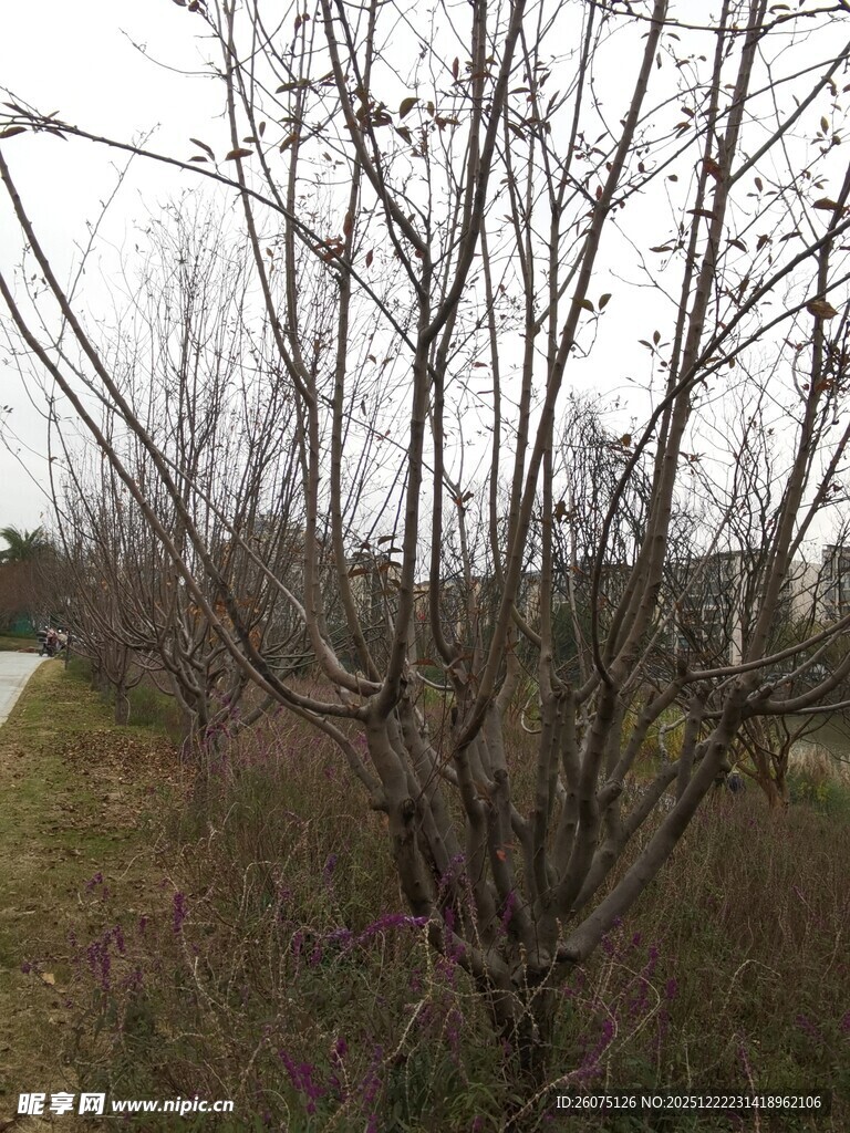 冬日光秃树木景观