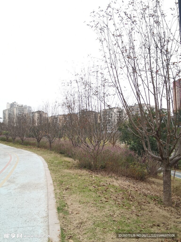 冬日郊外小路景观