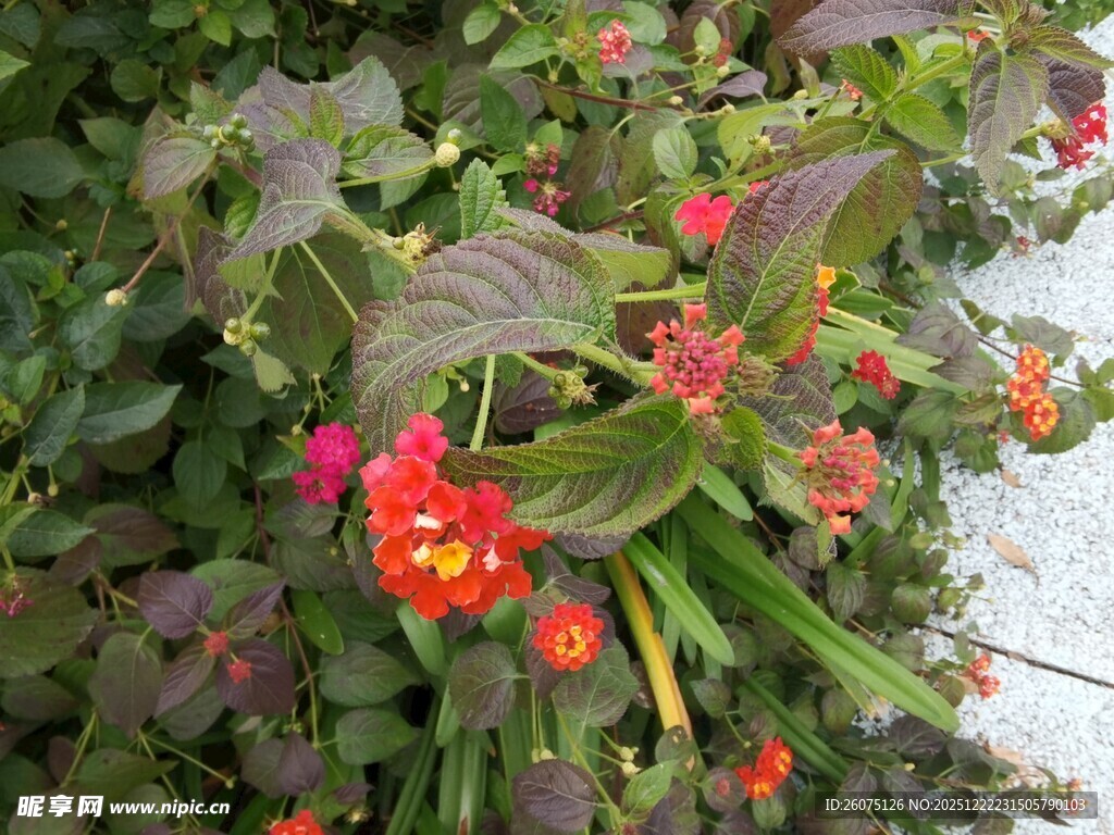 鲜艳多彩花卉绽放
