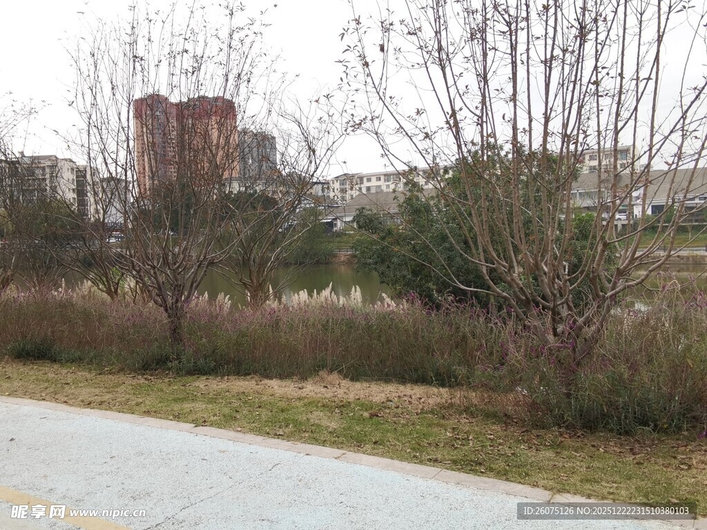 城郊冬日路旁萧瑟景象