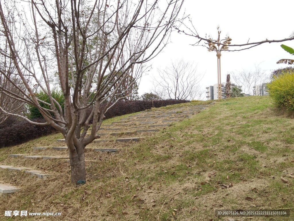 冬日枯树旁的空旷草地