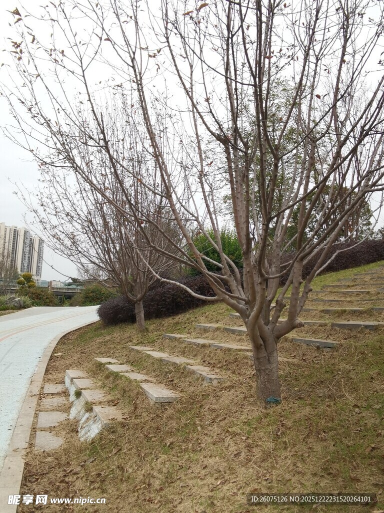 冬日小径旁的光秃树木