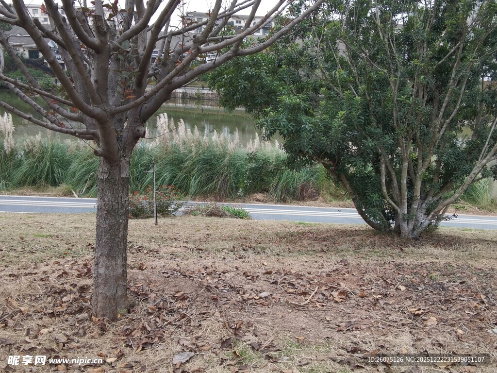 冬日枯树与绿植景观