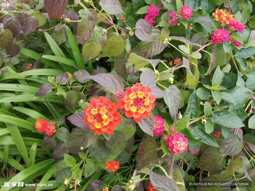 鲜艳多彩的花卉植物景观