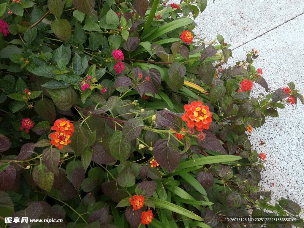 橙花绿叶植物景观