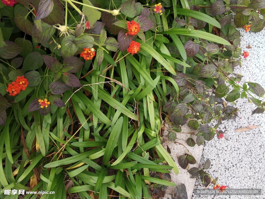 绿叶间的鲜艳小红花