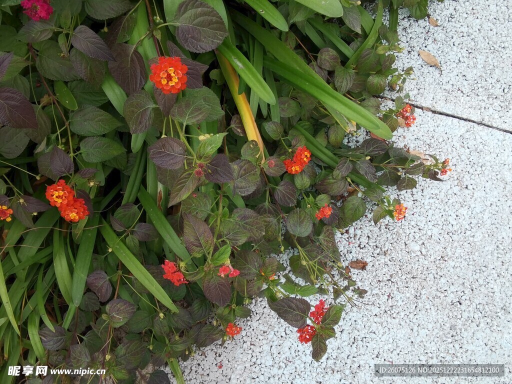 墙边绽放的多彩小花