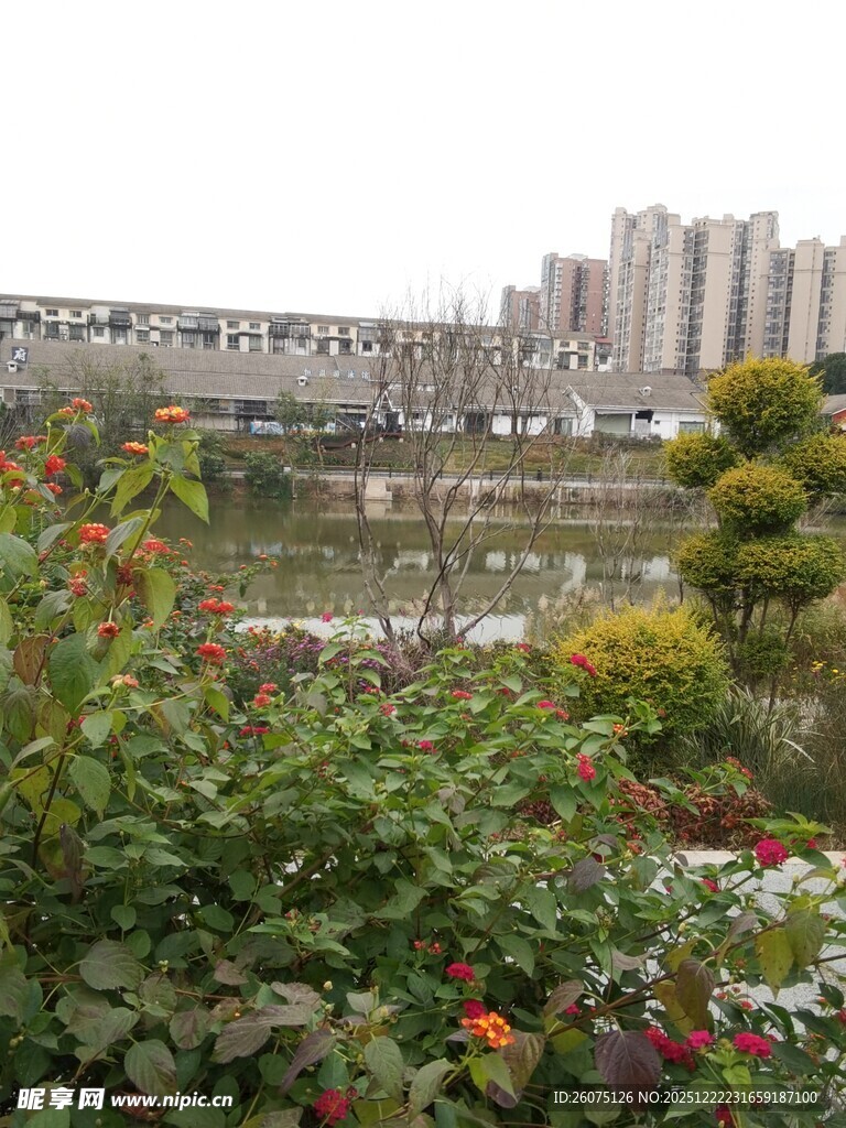城市河畔多彩花卉景观