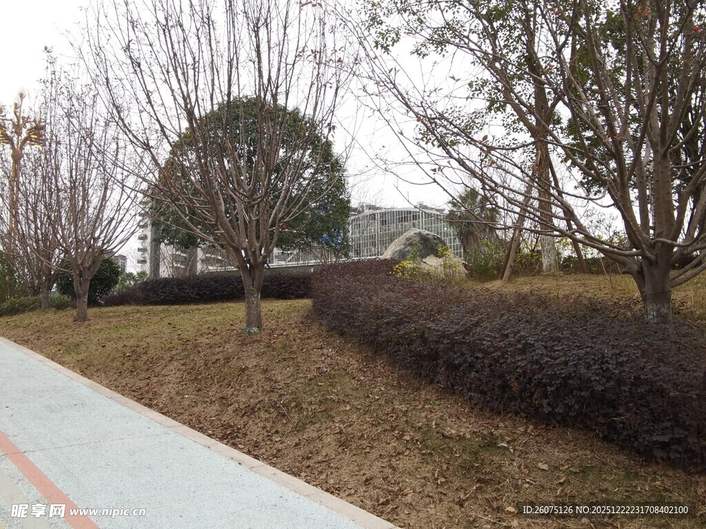 冬日公园小径景观