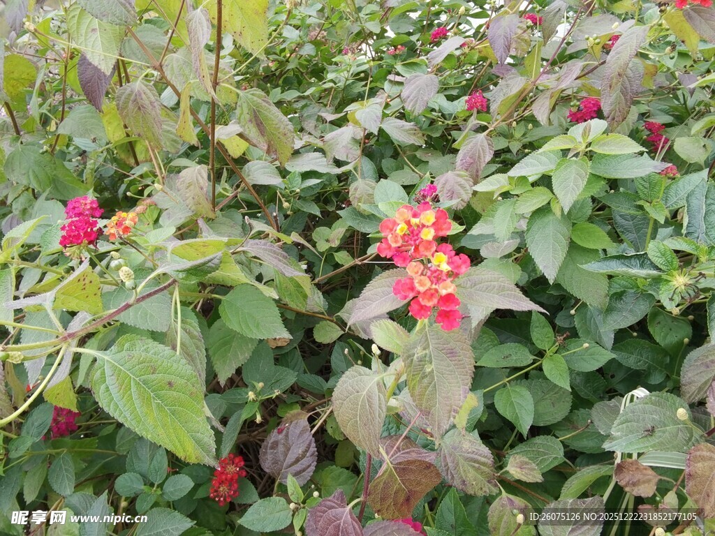 鲜艳花丛中的美丽植物