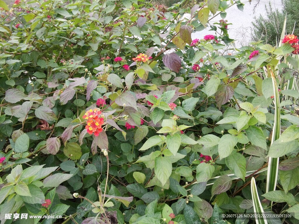 绿叶间的娇艳红色花朵