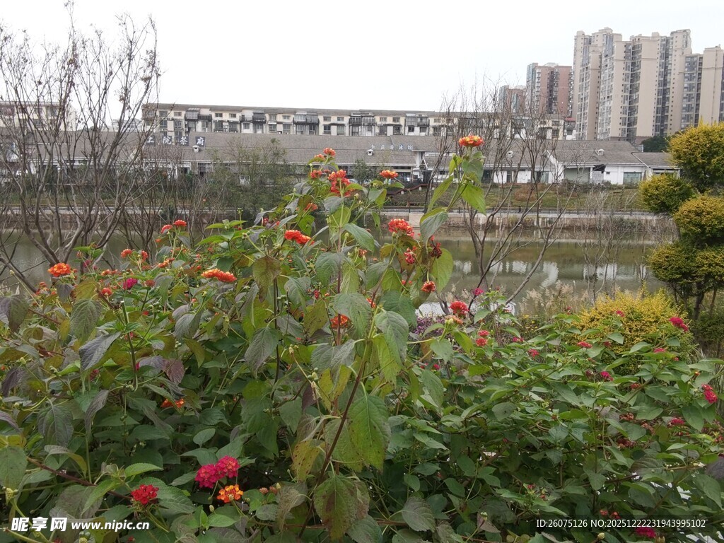 城市中绽放的多彩花卉景观