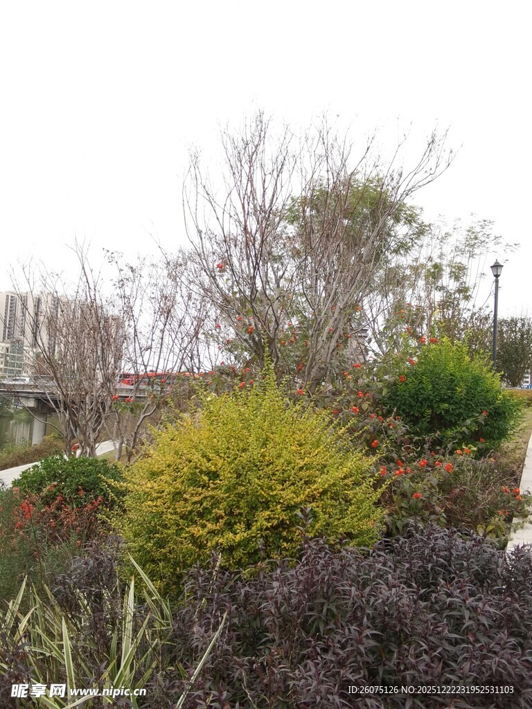多彩园林植物景观
