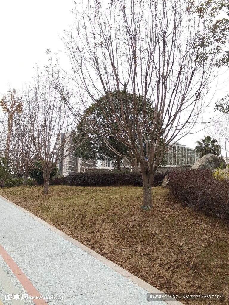 冬日公园小径与树木景观