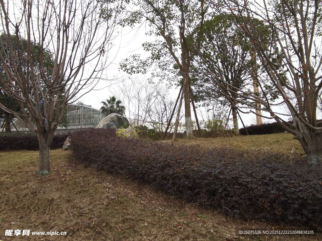 冬日郊野树木与矮篱景观