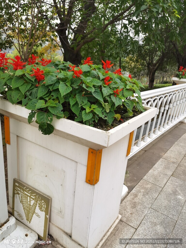 白色花箱中的艳丽红花朵