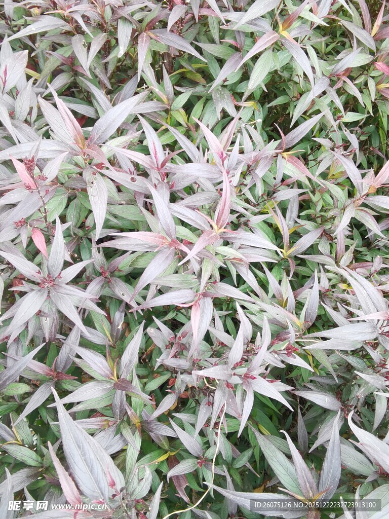 粉色叶片植物特写