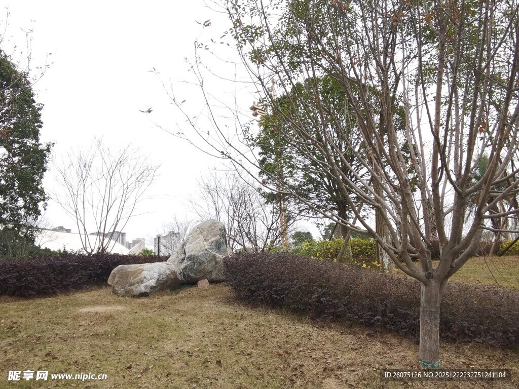 冬日郊野树木景观