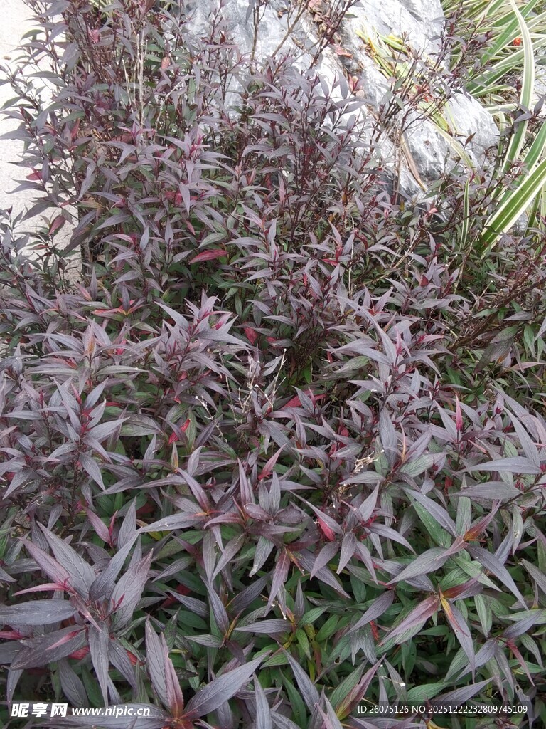 紫色叶片植物特写