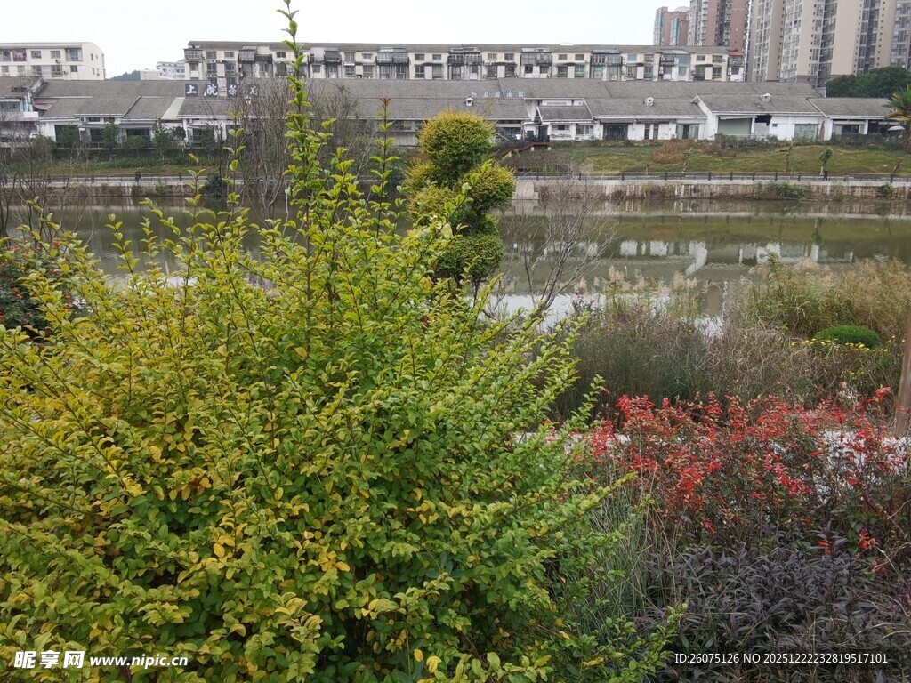 城市河畔多彩绿植景观