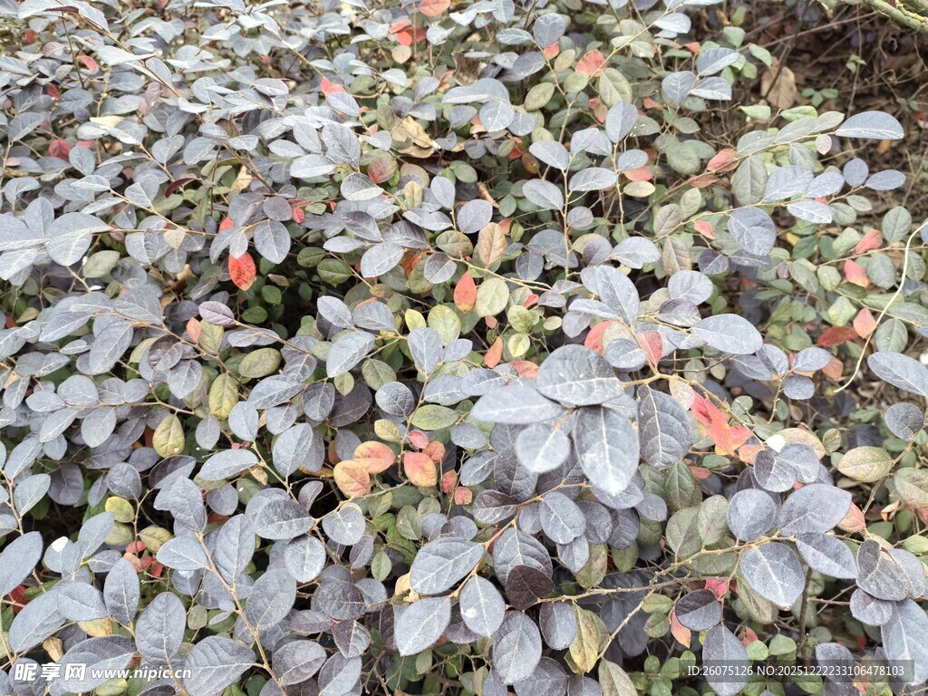 多彩多肉植物密集生长
