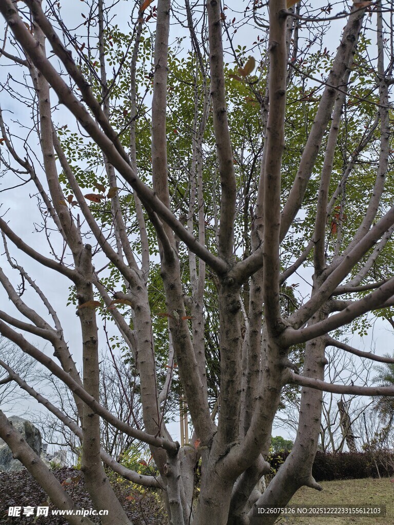 冬日光秃树枝景象