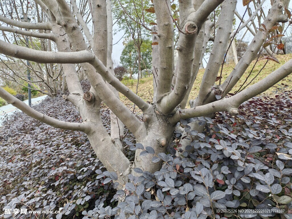 枯树与低矮植物景观