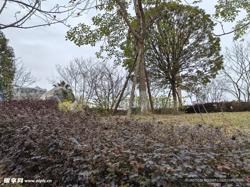 户外紫叶植物景观